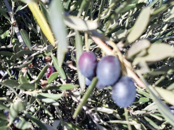 VIDEOCURSO  COSMÉTICA ECO DEL OLIVO "UNGÜENTO SANTO" - Imagen 3