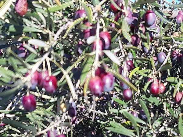 VIDEOCURSO  COSMÉTICA ECO DEL OLIVO "UNGÜENTO SANTO" - Imagen 4