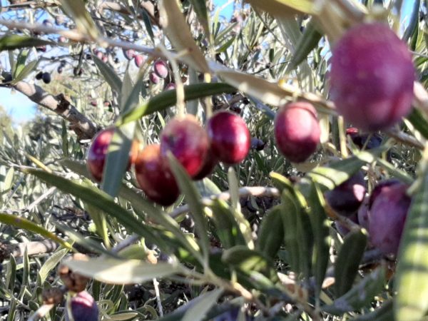 VIDEOCURSO  COSMÉTICA ECO DEL OLIVO "UNGÜENTO SANTO" - Imagen 5