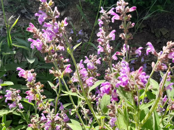 VIDEOCURSO  COSMÉTICA ECO SALVIA "UNGÜENTO DE SEXUALIDAD" - Imagen 4
