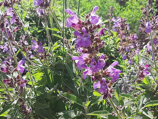 VIDEOCURSO  COSMÉTICA ECO SALVIA "UNGÜENTO DE SEXUALIDAD" - Imagen 5