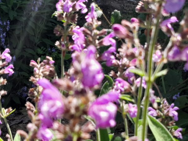 VIDEOCURSO BOTICA ECO DE LA SALVIA "INFUSIÓN SEXUAL" - Imagen 4